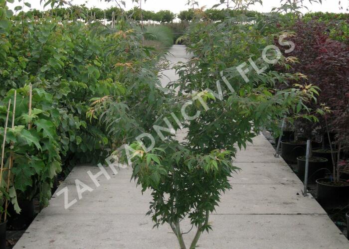 Javor dlanitolistý 'Osakazuki' - Acer palmatum 'Osakazuki'