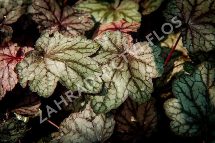 Dlužicha 'Plum Power' - Heuchera villosa 'Plum Power'