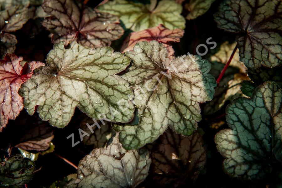 Dlužicha 'Plum Power' - Heuchera villosa 'Plum Power'