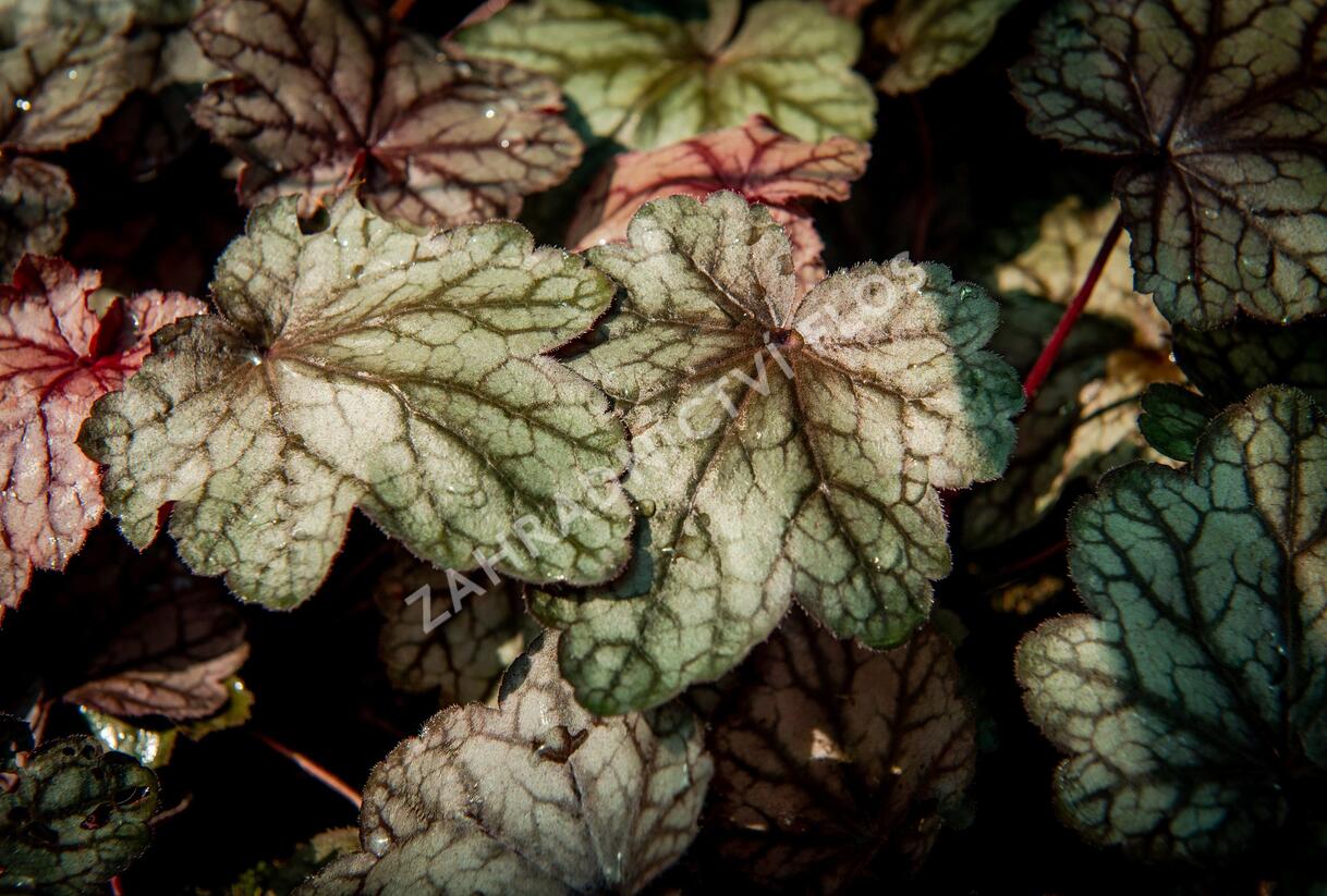 Dlužicha 'Plum Power' - Heuchera villosa 'Plum Power'