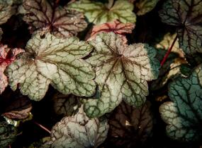 Dlužicha 'Plum Power' - Heuchera villosa 'Plum Power'