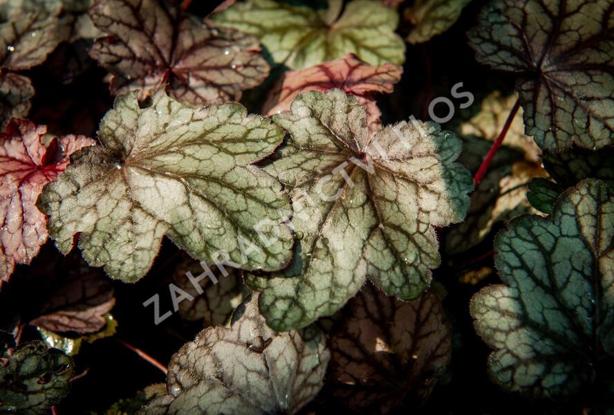 Dlužicha 'Plum Power' - Heuchera villosa 'Plum Power'