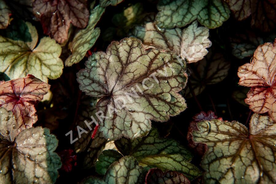 Dlužicha 'Plum Power' - Heuchera villosa 'Plum Power'