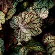 Dlužicha 'Plum Power' - Heuchera villosa 'Plum Power'