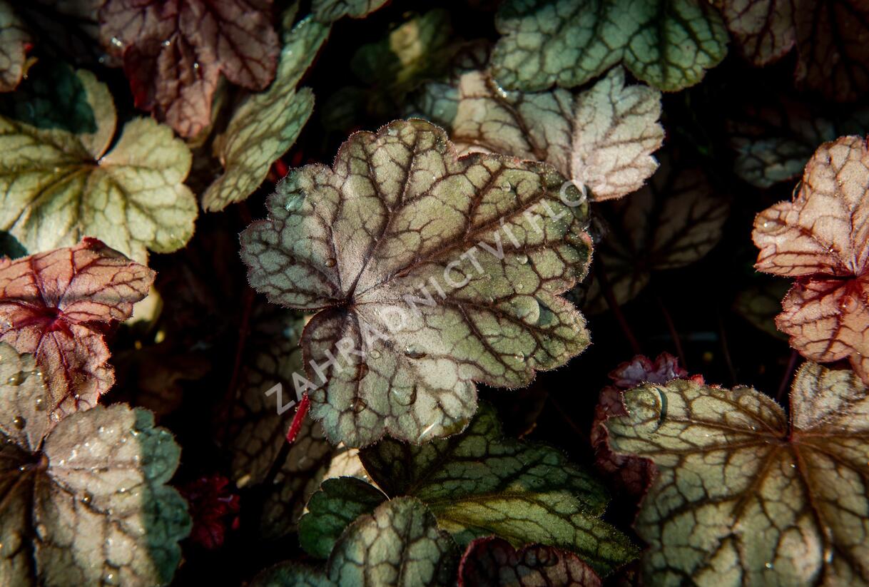 Dlužicha 'Plum Power' - Heuchera villosa 'Plum Power'