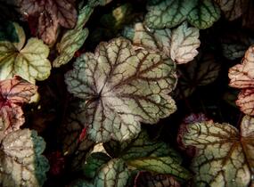 Dlužicha 'Plum Power' - Heuchera villosa 'Plum Power'