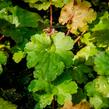 Dlužicha 'Kassandra' - Heuchera villosa 'Kassandra'