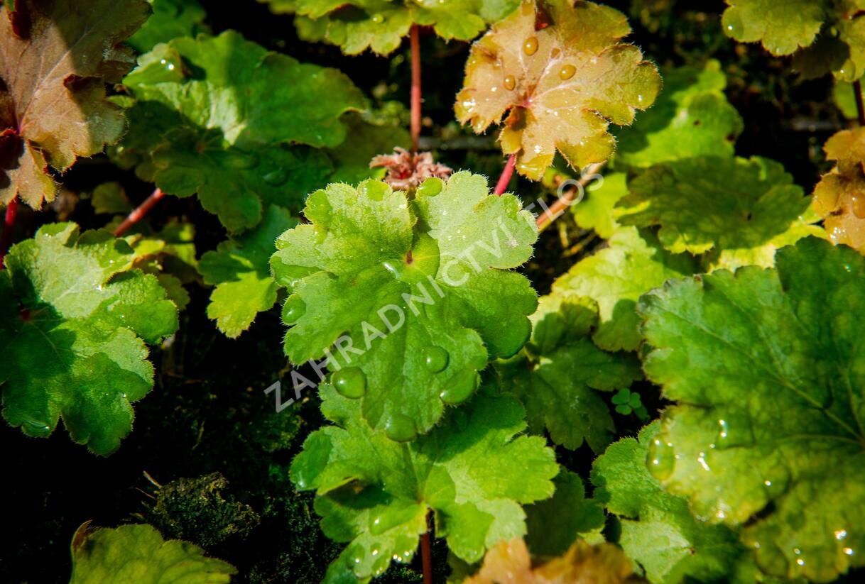 Dlužicha 'Kassandra' - Heuchera villosa 'Kassandra'