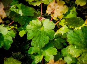 Dlužicha 'Kassandra' - Heuchera villosa 'Kassandra'