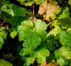 Dlužicha 'Kassandra' - Heuchera villosa 'Kassandra'