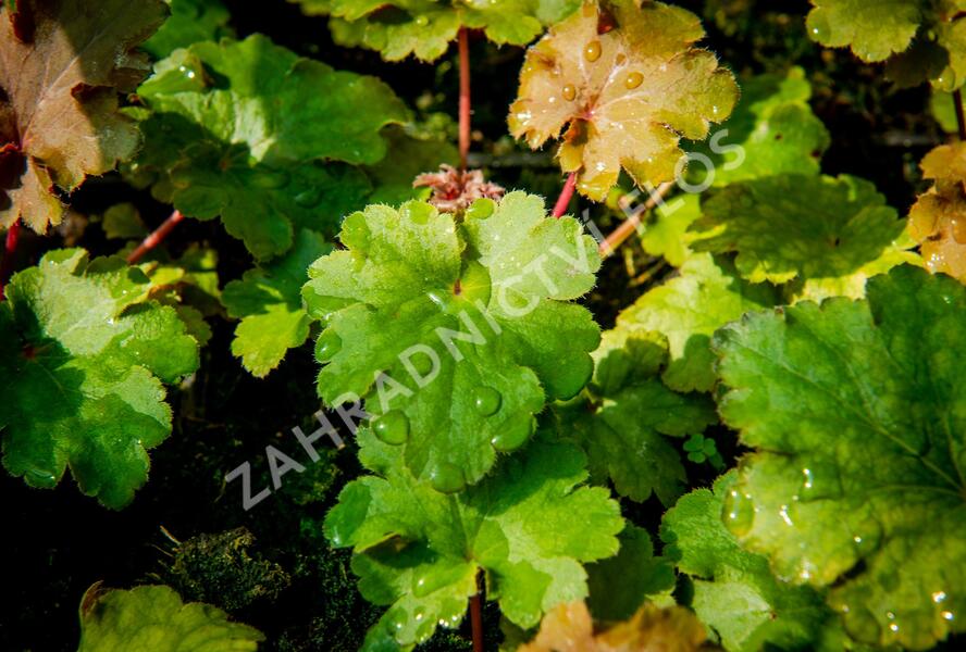 Dlužicha 'Kassandra' - Heuchera villosa 'Kassandra'