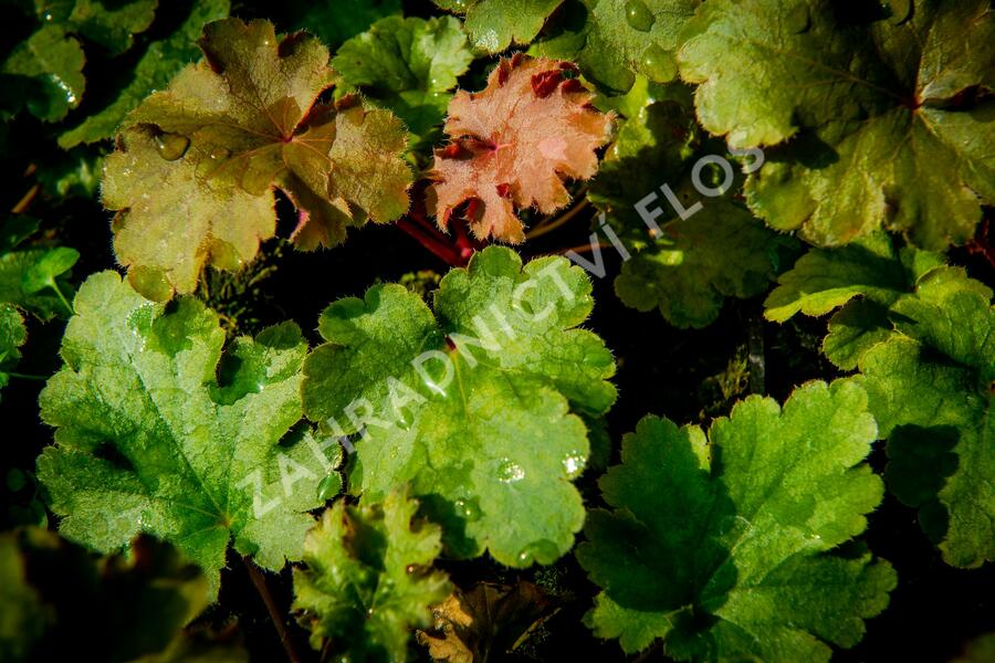 Dlužicha 'Kassandra' - Heuchera villosa 'Kassandra'