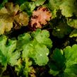 Dlužicha 'Kassandra' - Heuchera villosa 'Kassandra'