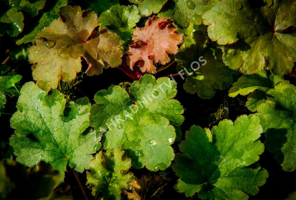 Dlužicha 'Kassandra' - Heuchera villosa 'Kassandra'