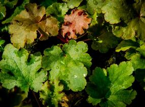 Dlužicha 'Kassandra' - Heuchera villosa 'Kassandra'