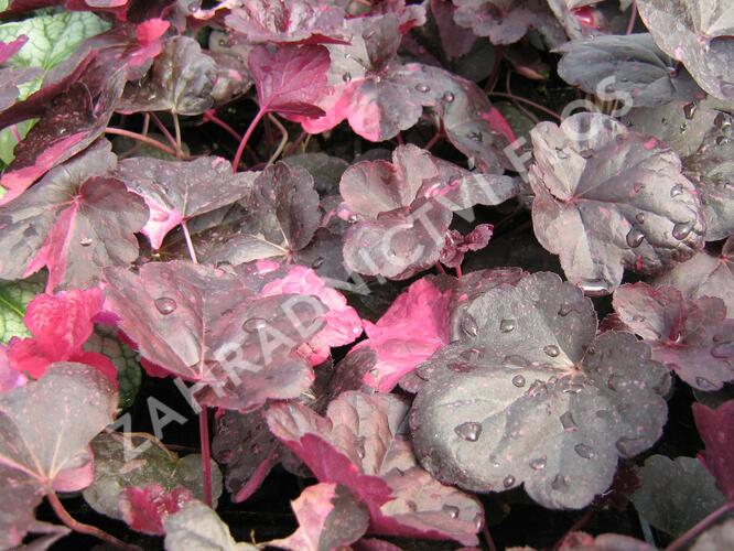 Dlužicha 'Midnight Rose' - Heuchera hybrida 'Midnight Rose'