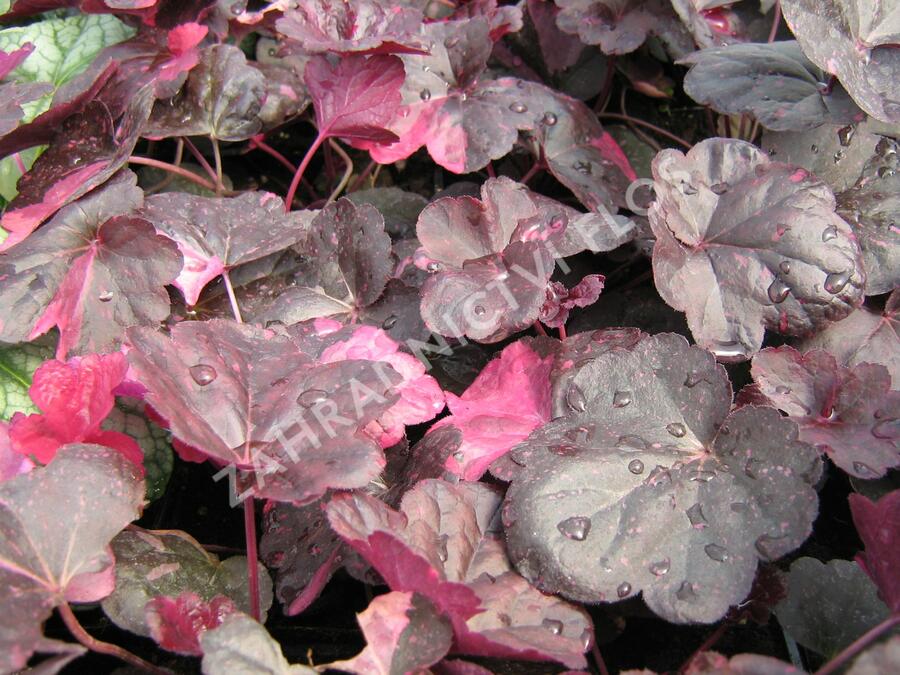 Dlužicha 'Midnight Rose' - Heuchera hybrida 'Midnight Rose'