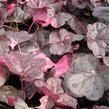 Dlužicha 'Midnight Rose' - Heuchera hybrida 'Midnight Rose'