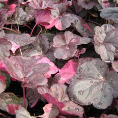 Dlužicha 'Midnight Rose' - Heuchera hybrida 'Midnight Rose'