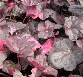 Dlužicha 'Midnight Rose' - Heuchera hybrida 'Midnight Rose'