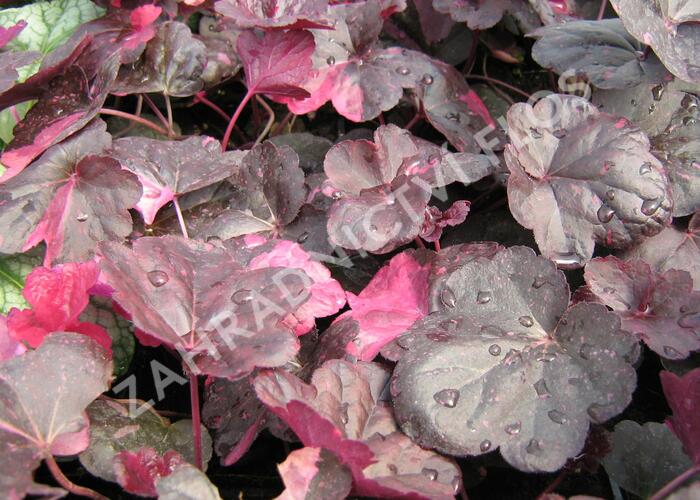 Dlužicha 'Midnight Rose' - Heuchera hybrida 'Midnight Rose'
