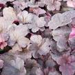 Dlužicha 'Midnight Rose' - Heuchera hybrida 'Midnight Rose'