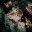 Dlužicha 'Midnight Rose' - Heuchera hybrida 'Midnight Rose'