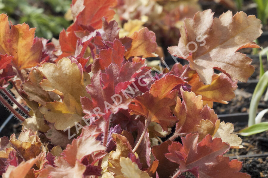 Dlužicha 'Marmalade' - Heuchera hybrida 'Marmalade'