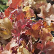 Dlužicha 'Marmalade' - Heuchera hybrida 'Marmalade'