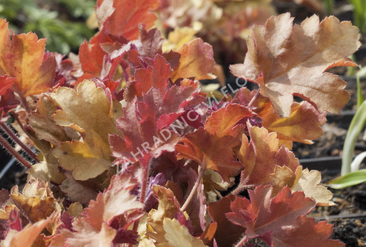 Dlužicha 'Marmalade' - Heuchera hybrida 'Marmalade'