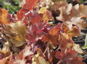 Dlužicha 'Marmalade' - Heuchera hybrida 'Marmalade'