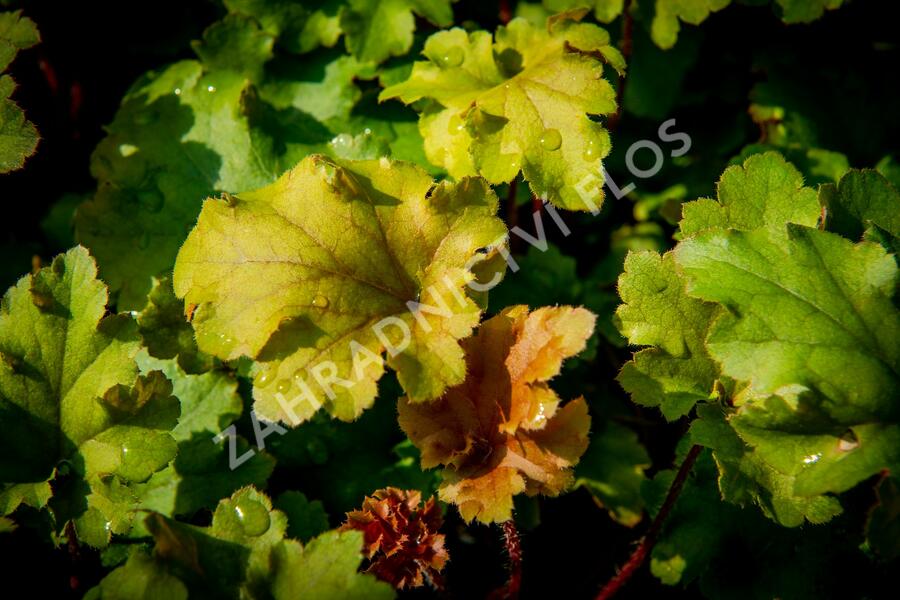 Dlužicha 'Marmalade' - Heuchera hybrida 'Marmalade'
