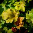 Dlužicha 'Marmalade' - Heuchera hybrida 'Marmalade'