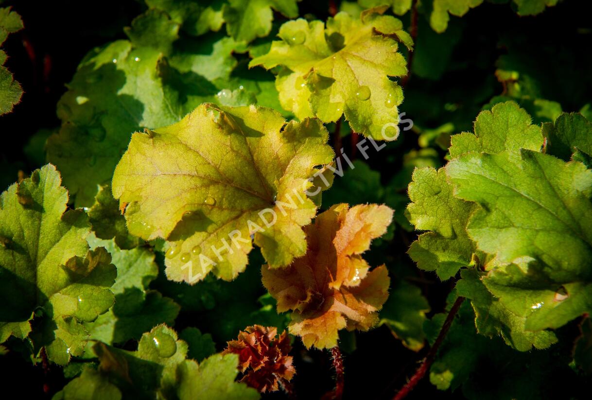 Dlužicha 'Marmalade' - Heuchera hybrida 'Marmalade'