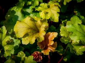 Dlužicha 'Marmalade' - Heuchera hybrida 'Marmalade'