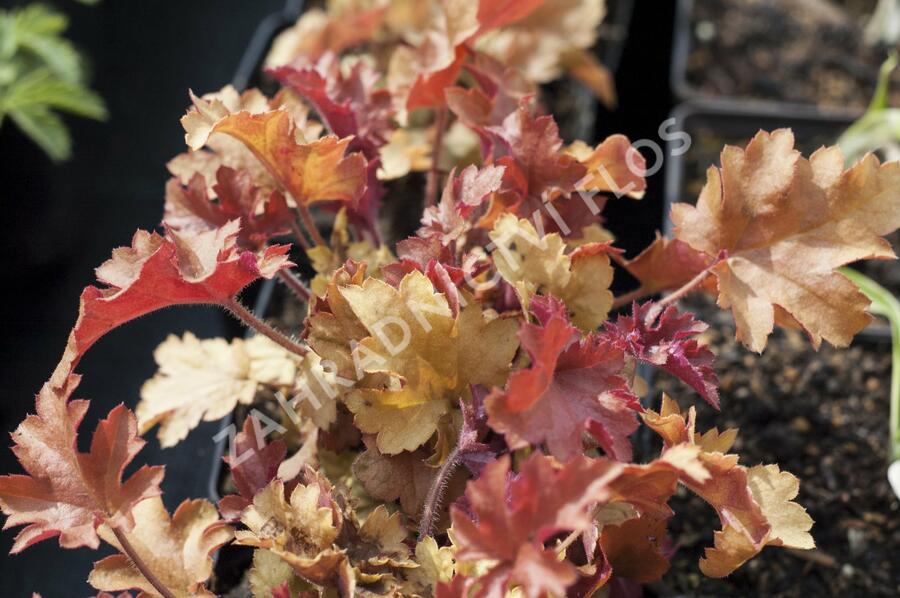 Dlužicha 'Marmalade' - Heuchera hybrida 'Marmalade'