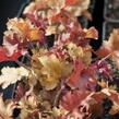 Dlužicha 'Marmalade' - Heuchera hybrida 'Marmalade'
