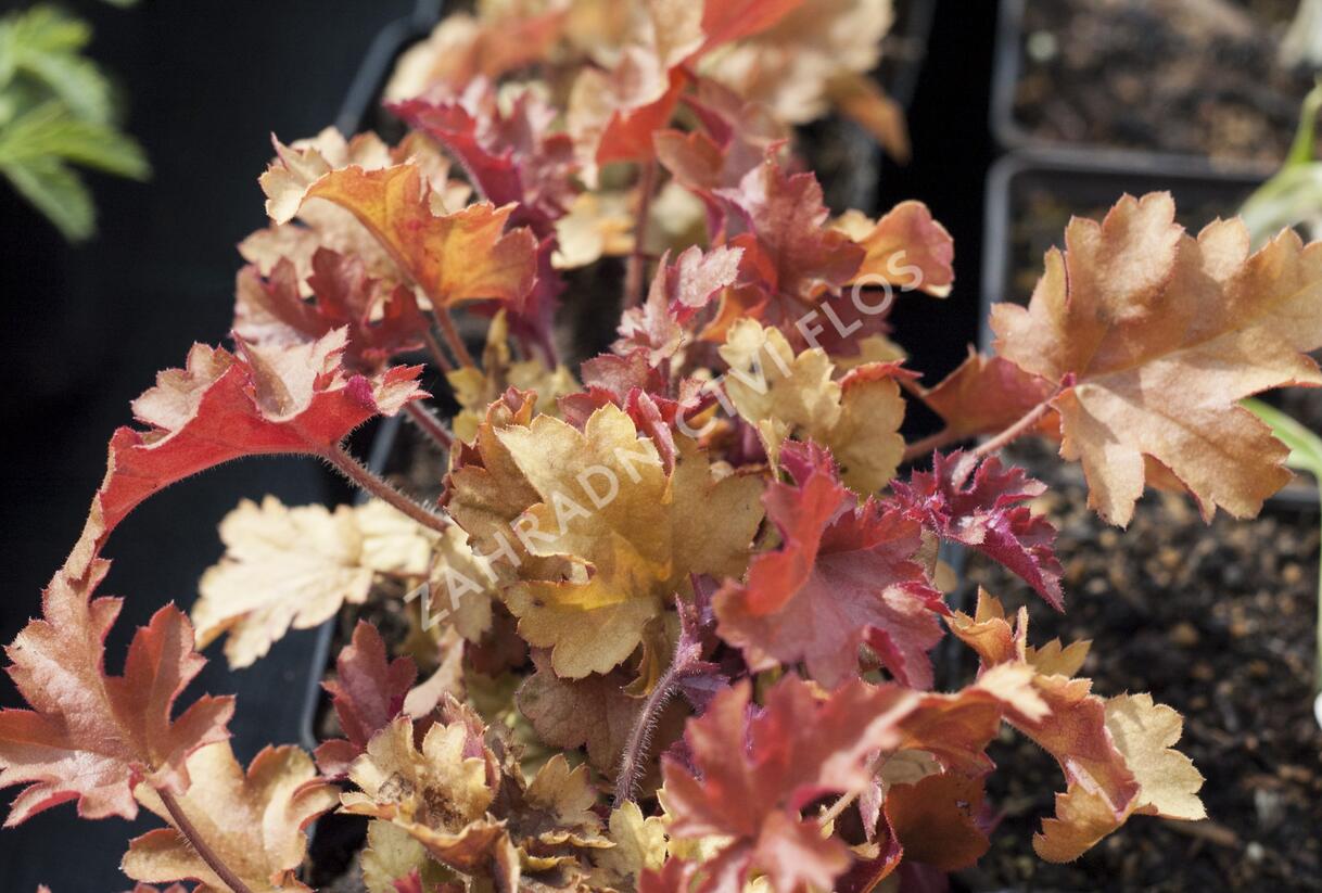 Dlužicha 'Marmalade' - Heuchera hybrida 'Marmalade'