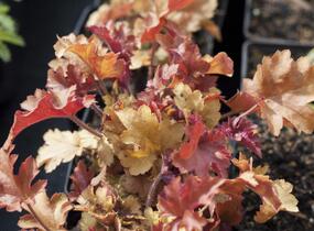 Dlužicha 'Marmalade' - Heuchera hybrida 'Marmalade'