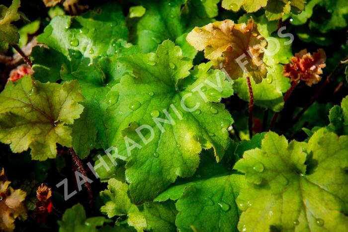 Dlužicha 'Marmalade' - Heuchera hybrida 'Marmalade'