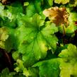 Dlužicha 'Marmalade' - Heuchera hybrida 'Marmalade'