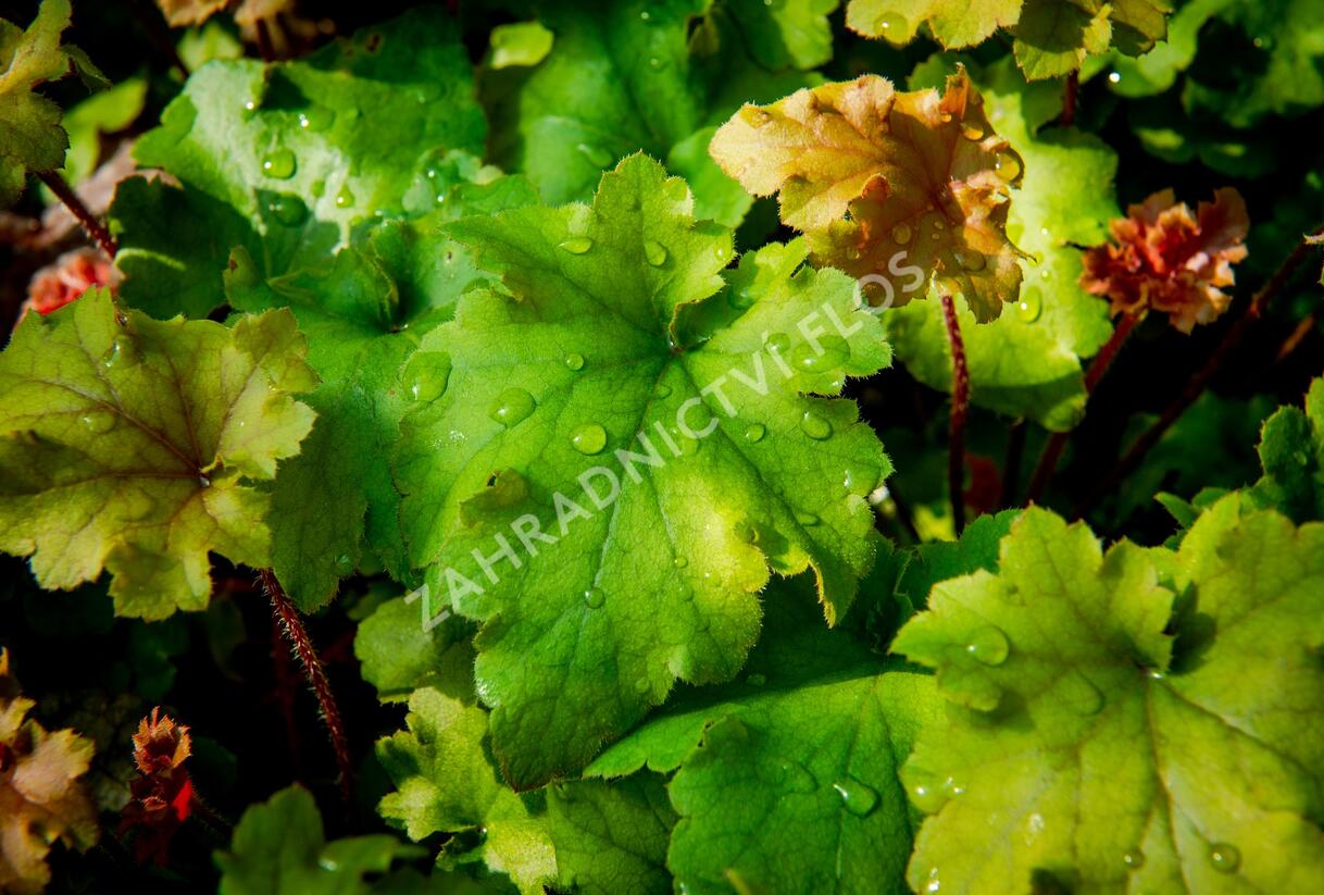 Dlužicha 'Marmalade' - Heuchera hybrida 'Marmalade'