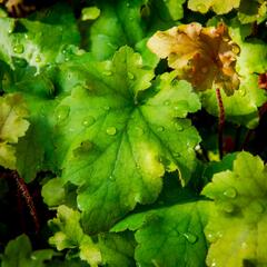 Dlužicha 'Marmalade' - Heuchera hybrida 'Marmalade'