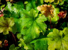 Dlužicha 'Marmalade' - Heuchera hybrida 'Marmalade'