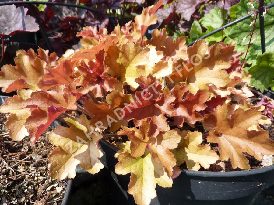 Dlužicha 'Marmalade' - Heuchera hybrida 'Marmalade'