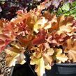 Dlužicha 'Marmalade' - Heuchera hybrida 'Marmalade'
