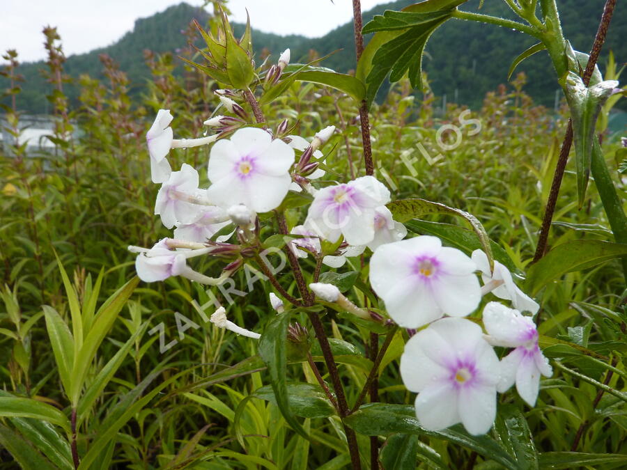 Plamenka 'Delta' - Phlox maculata 'Delta'