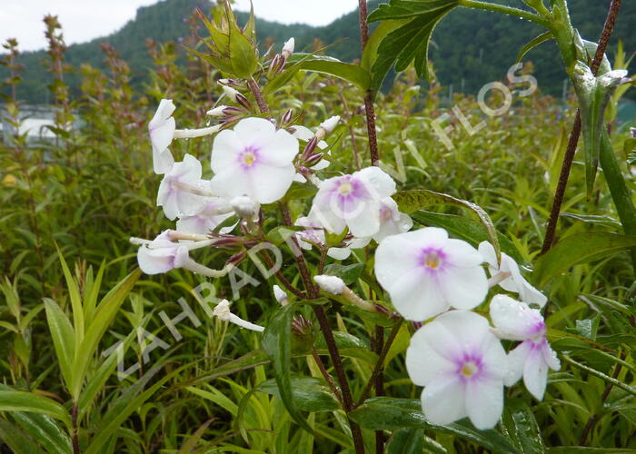 Plamenka 'Delta' - Phlox maculata 'Delta'