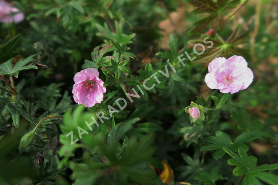 Kakost krvavý - Geranium sanguineum var. striatum