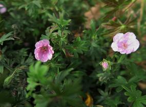 Kakost krvavý - Geranium sanguineum var. striatum